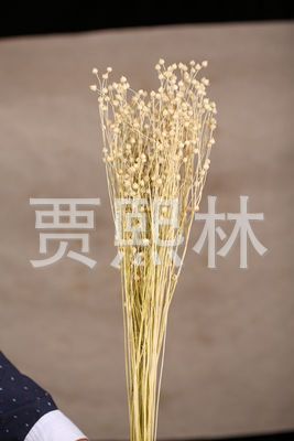 雲南乾花 相思豆 淡黃色批發・進口・工廠・代買・代購