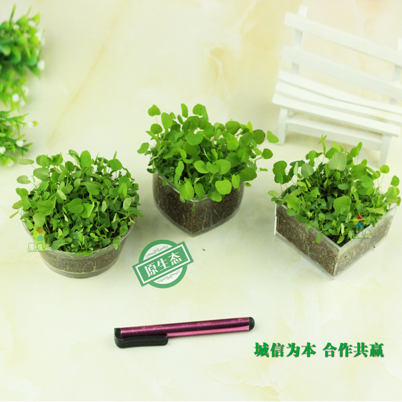 DIY長草頭娃娃（幽幽水格）微景觀 植物工藝品 種植擺件 創意盆栽工廠,批發,進口,代購