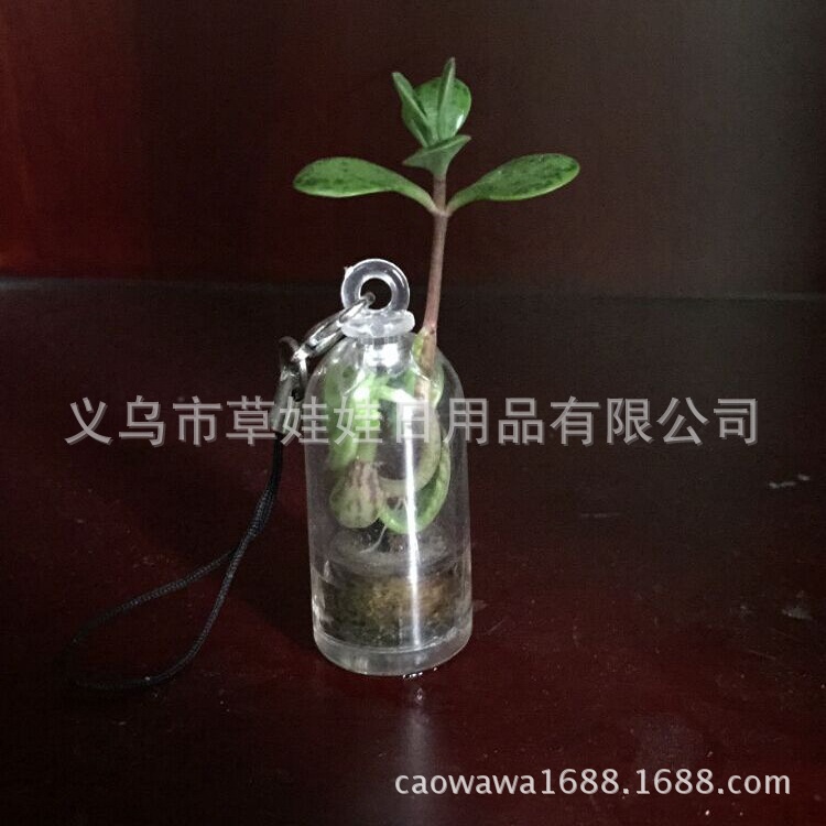 多肉植物手機掛件 隨身農場/天使花房/ 多肉小鮮肉鑰匙扣小盆栽工廠,批發,進口,代購