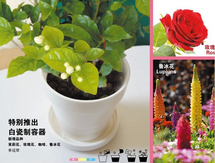 陶瓷花盆(簡愛小盆栽） 商務贈品,禮品,創意雜貨定製小盆栽工廠,批發,進口,代購