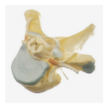 胸椎附脊髓和脊神經放大模型GD/A18106工廠,批發,進口,代購