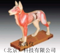 狗體針灸模型  產品貨號： wi1659批發・進口・工廠・代買・代購