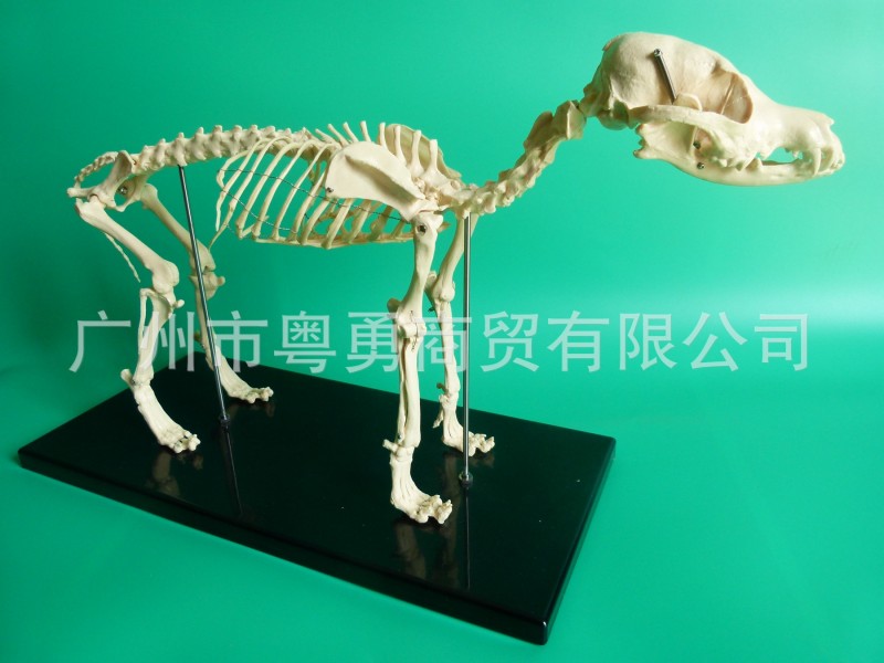 骨科器械 狗骨骼標本模型 寵物動物狗貓犬 教學骨架骨頭 骨骼模型批發・進口・工廠・代買・代購