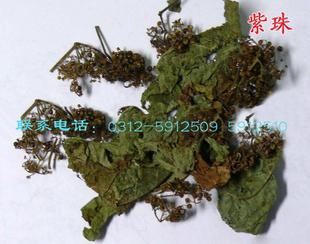 【金刀菜】廣東紫珠|珍珠風|臭常山|臭常山|庫存積壓|藥材|中藥工廠,批發,進口,代購