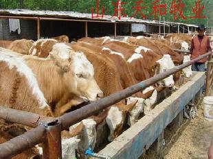 肉牛養殖效益分析 肉牛效益肉牛經濟分析工廠,批發,進口,代購