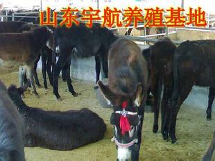 肉驢-哪裡肉驢品種好-山東宇航繁育基地大量優質肉驢-種驢工廠,批發,進口,代購