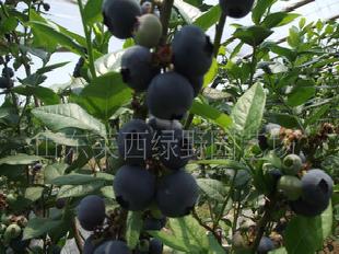 果樹苗木 藍莓苗木 北高叢早熟品種 北衛工廠,批發,進口,代購