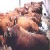 山東騰信牛羊養殖基地魯西黃肉牛 肉牛選種工廠,批發,進口,代購