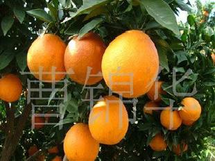 提供蜜橘 臍橙退綠 打蠟 分級 包裝加工工廠,批發,進口,代購