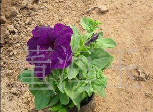 花卉13791648655工廠,批發,進口,代購