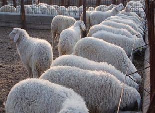 肉羊養殖場肉羊種羊波爾山羊種羊小尾寒羊羊羔工廠,批發,進口,代購