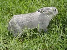 安徽優質皮肉兼用兔，青紫藍兔工廠,批發,進口,代購