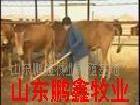 2010致富肉牛品種 肉牛飼養 西門塔爾肉牛工廠,批發,進口,代購