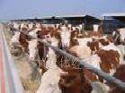 騰信養牛場西門塔爾牛 肉牛 育肥牛犢養殖技術工廠,批發,進口,代購