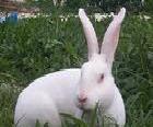 優質獺兔 肉用兔 實驗兔工廠,批發,進口,代購