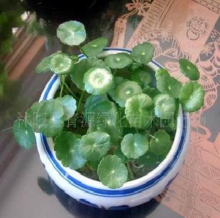 【銅錢草】要想賺錢，先養錢錢工廠,批發,進口,代購