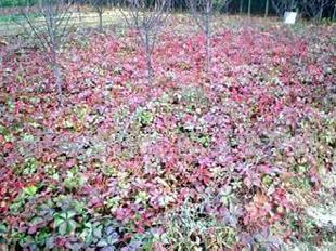 攀援地被垂直綠化 爬山虎2000000株工廠,批發,進口,代購