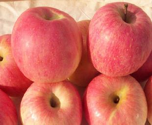 一級紅富士蘋果 精品紅富士蘋果工廠,批發,進口,代購