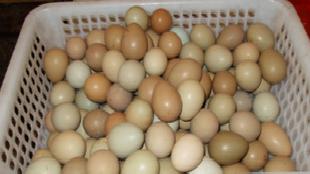 山西野雞——下的蛋工廠,批發,進口,代購