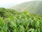 廠家直供優質綠茶提取物，茶多酚工廠,批發,進口,代購