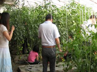 北京中農四季農業科學研究院生產基地可採摘綠色有機蔬菜工廠,批發,進口,代購