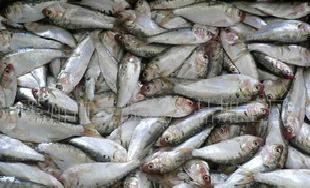 廠家低價直銷青皮魚 飼料魚 大閘蟹飼料魚 冷凍水產品加工批發・進口・工廠・代買・代購