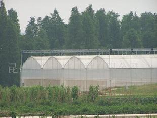8米寬8430型/832型連棟薄膜溫室用於花卉蔬菜工廠,批發,進口,代購