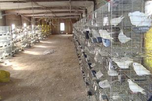 專業各種乳鴿 肉鴿 綠色飼養 健康無污染批發・進口・工廠・代買・代購