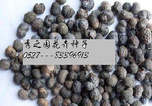 花木種子 棕櫚種子工廠,批發,進口,代購