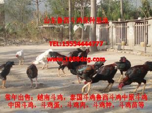 中國鬥雞、鬥雞苗價格、越南鬥雞、泰國鬥雞工廠,批發,進口,代購