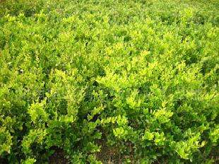 花卉種子種苗工廠,批發,進口,代購