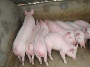 仔豬繁育基地常年對外三元仔豬  苗豬工廠,批發,進口,代購