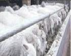 小尾寒羊可以圈養嗎？養殖小尾寒羊繁殖效益工廠,批發,進口,代購
