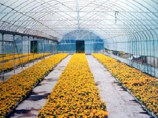日光溫室塑料編織花卉種植養殖農用大棚膜工廠,批發,進口,代購