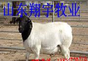 肉羊 肉羊種羊 翔宇牧業工廠,批發,進口,代購