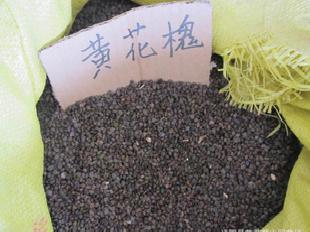 黃花槐種子工廠,批發,進口,代購
