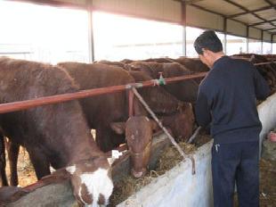 山東旺達牧業優質肉牛,價格低,品質好生長速度快!15854782818工廠,批發,進口,代購
