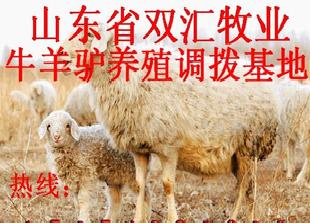 熱銷優質羊羔 成本低利潤高 無風險【政府補貼%20】工廠,批發,進口,代購