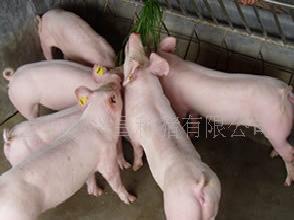 長期優質種豬g45wy工廠,批發,進口,代購