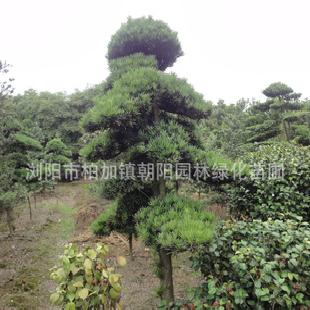 大量各種苗木、綠化苗木、優惠苗木、苗木價格工廠,批發,進口,代購