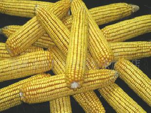 廠家直銷優質食品級玉米澱粉工廠,批發,進口,代購