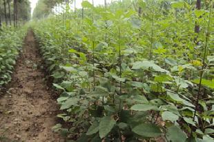 賣速生白蠟小苗及工廠,批發,進口,代購