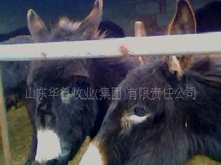 山東改良型品種肉驢  華魯集團專利產品(圖)工廠,批發,進口,代購