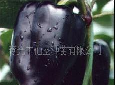 壽光特色特產有機蔬菜種子、大面積保護地種植紫色五彩椒種子工廠,批發,進口,代購