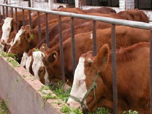 山東濟寧大型肉牛養殖廠、育肥牛肉牛犢、改良肉牛工廠,批發,進口,代購