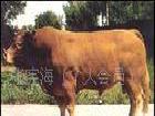 純種肉牛魯西黃牛，養殖魯西黃牛效益分析工廠,批發,進口,代購