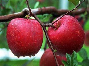 精品紅富士蘋果 一級紅富士蘋果工廠,批發,進口,代購
