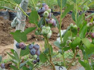 有機藍莓 藍莓工廠,批發,進口,代購