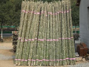 大量竹梢（水產養殖插網 苗木支撐專用）工廠,批發,進口,代購