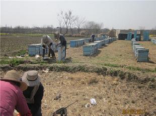 2011年武漢黃陂菜花蜜，不含添加濟可放心食用正品蜂蜜工廠,批發,進口,代購